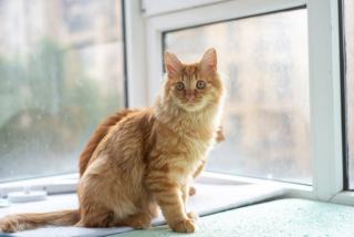 Tasse chat transparente : cadeau chat original sur Chat Bada