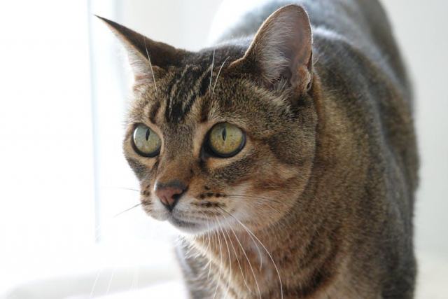 Chat doigt d'honneur marque : l'accessoire chat qu'il vous faut