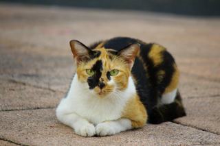 Tee chat doigt honneur marque | Chat Bada