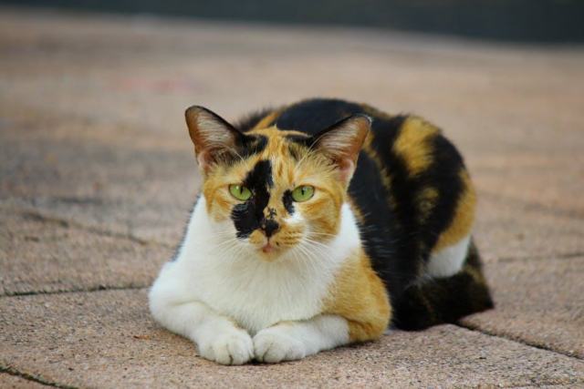 Tee chat doigt honneur marque : détail produit et avis Tee chat doigt honneur marque : détail produit et avis