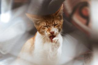 Tee chat doigt honneur marque | Chat Bada