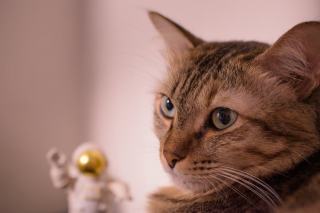 Tee shirt astronaute | Chat Bada