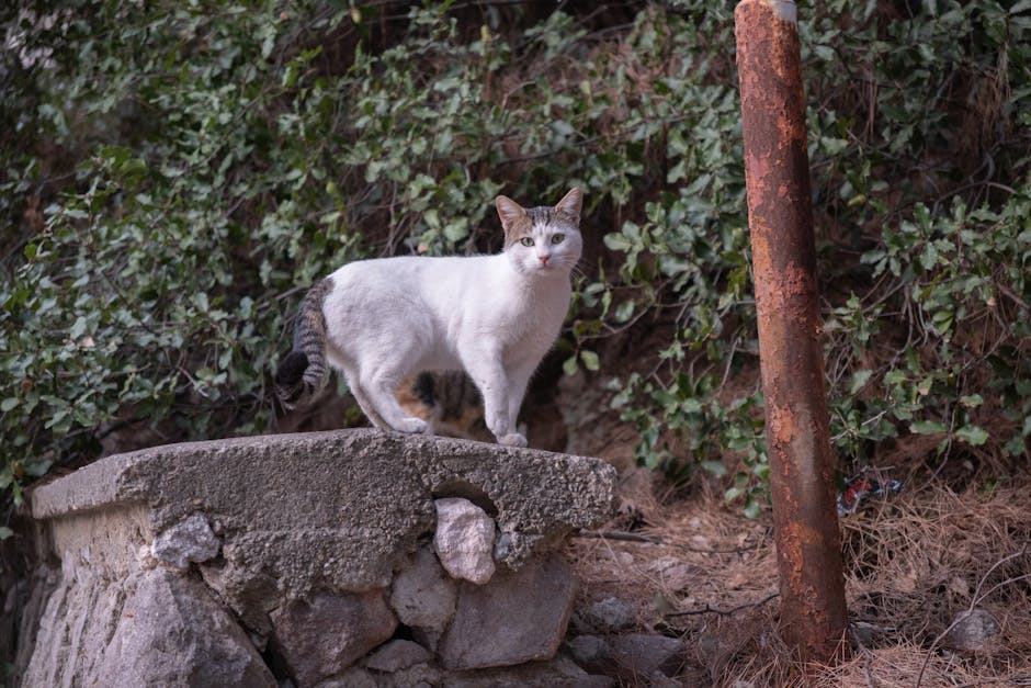 Tee shirt chat casque dj : cadeau chat original sur Chat Bada