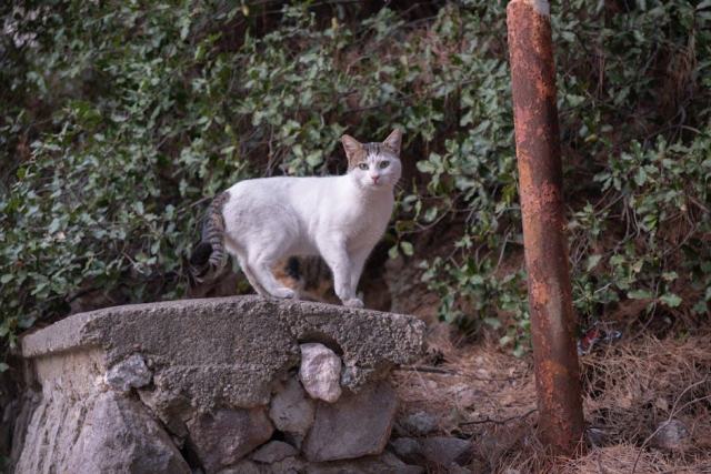 Tee shirt casque chat : boutique chat Chat Bada Tee shirt casque chat : boutique chat Chat Bada