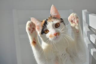 Tee shirt chat drole : cadeau chat original sur Chat Bada