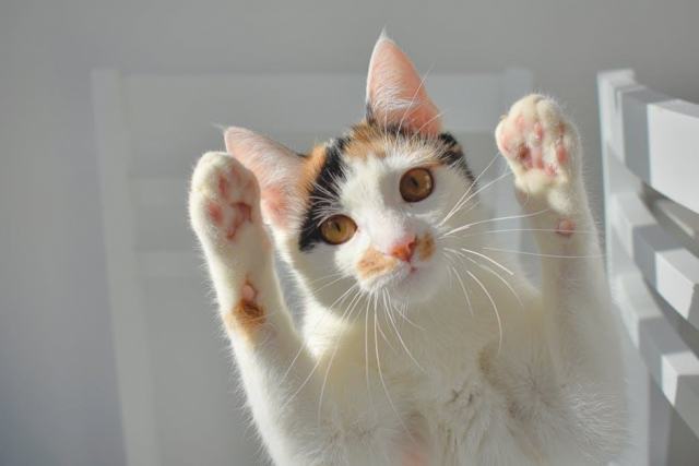 Tee shirt chat drole : l'accessoire chat qu'il vous faut Tee shirt chat drole : l'accessoire chat qu'il vous faut