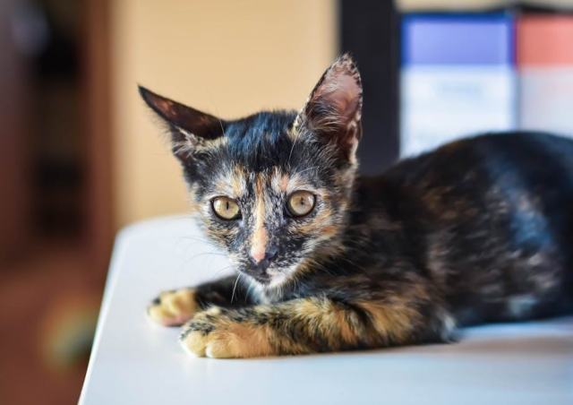 Tee shirt chaton : l'accessoire chat qu'il vous faut