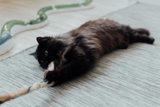 Humour crossfit : cadeau chat original sur Chat Bada