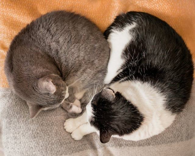 Chat illuminati : l'accessoire chat qu'il vous faut Chat illuminati : l'accessoire chat qu'il vous faut