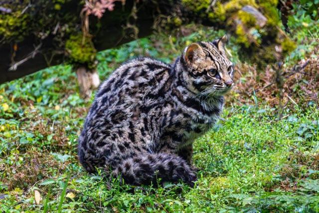 Tee shirt vierge marie : détail produit et avis