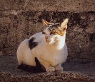Bonnet oreille de chat : cadeau chat original sur Chat Bada