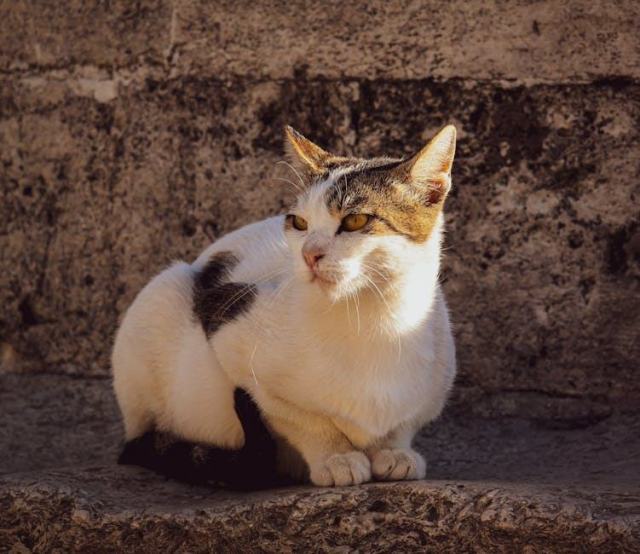 Bonnet oreille de chat : l'accessoire chat qu'il vous faut