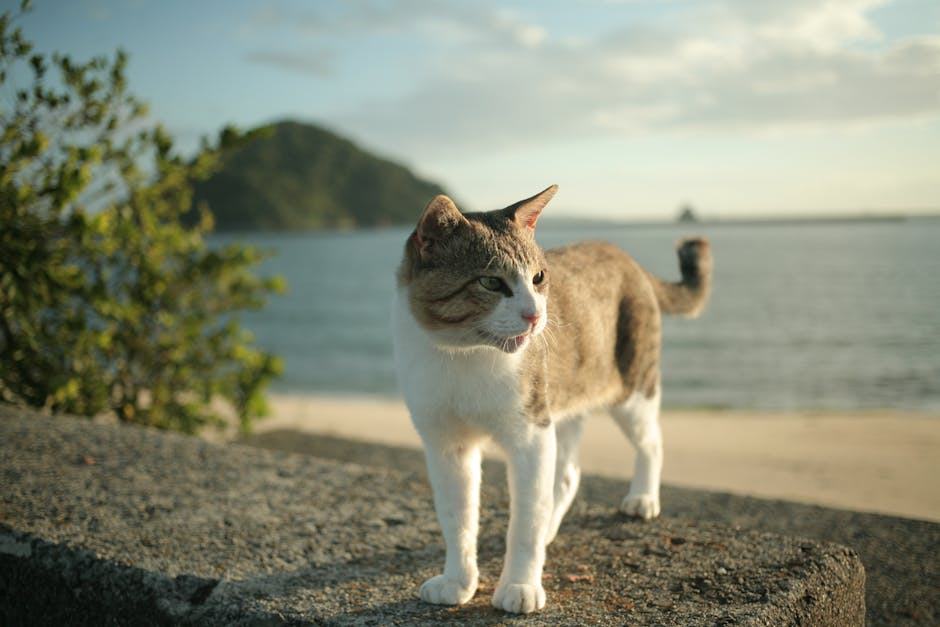 Trousse kawaii : cadeau chat original sur Chat Bada
