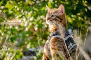 Vetement chat pratique | Chat Bada
