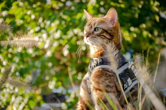 Vetement chat pratique : détail produit et avis